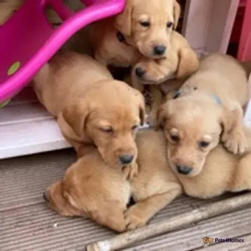 kc registered fox red Labradors for sale in Caerwys, Mold - Image 1