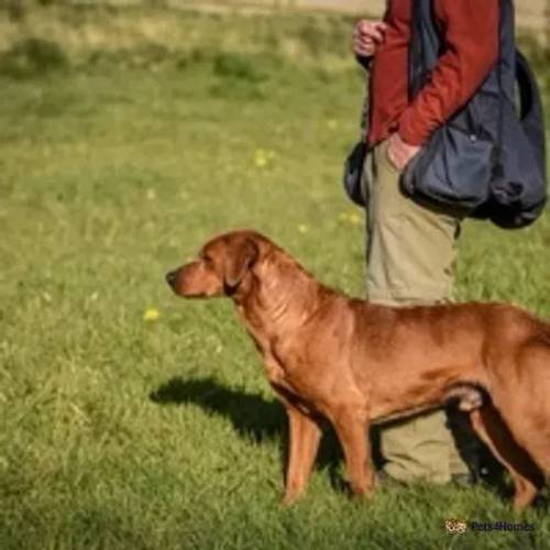 kc registered fox red Labradors for sale in Caerwys, Mold - Image 3