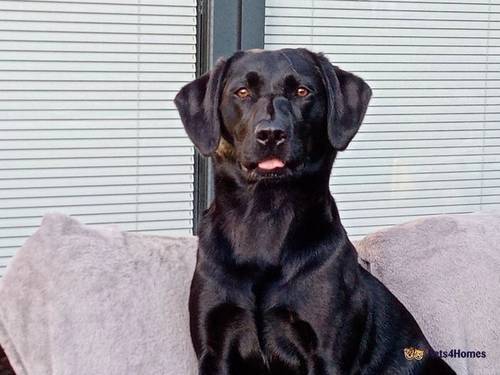 Gorgeous black labrador puppies for sale in Clayton West, Huddersfield - Image 1
