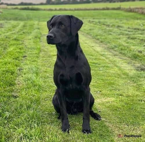 Gorgeous black labrador puppies for sale in Clayton West, Huddersfield - Image 2