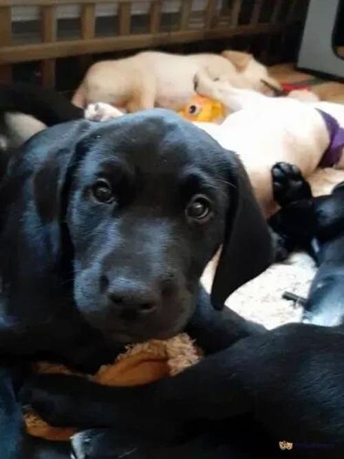 Rhodesian labrador retriever puppies for sale in Hamble, Southampton - Image 2