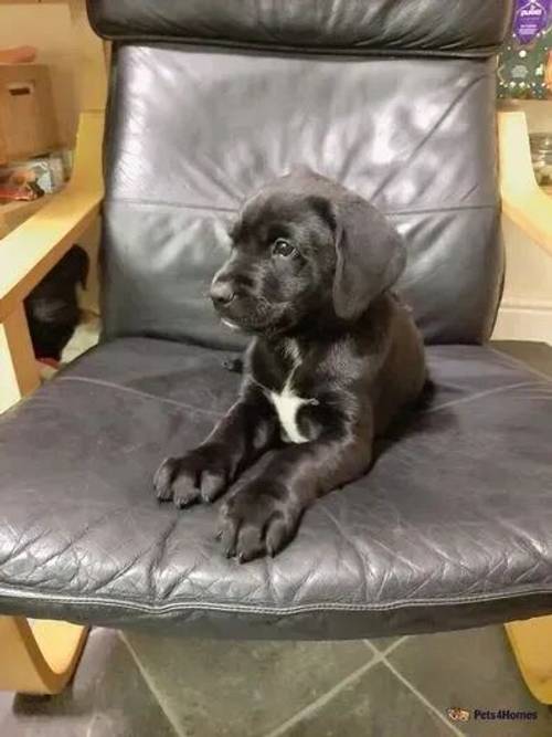 Rhodesian labrador retriever puppies for sale in Hamble, Southampton - Image 3