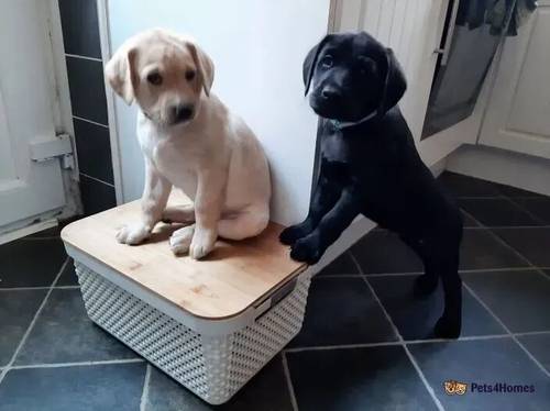 Rhodesian labrador retriever puppies for sale in Hamble, Southampton - Image 5