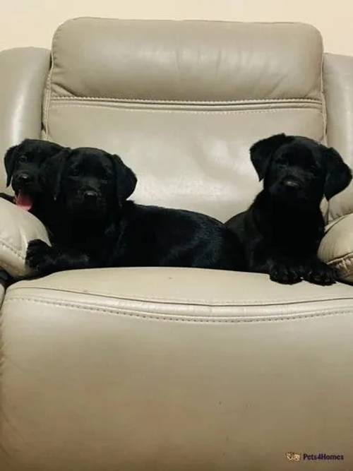 Beautiful Labrador Puppies for sale in Rhayader/Rhaeadr Gwy, Powys - Image 1