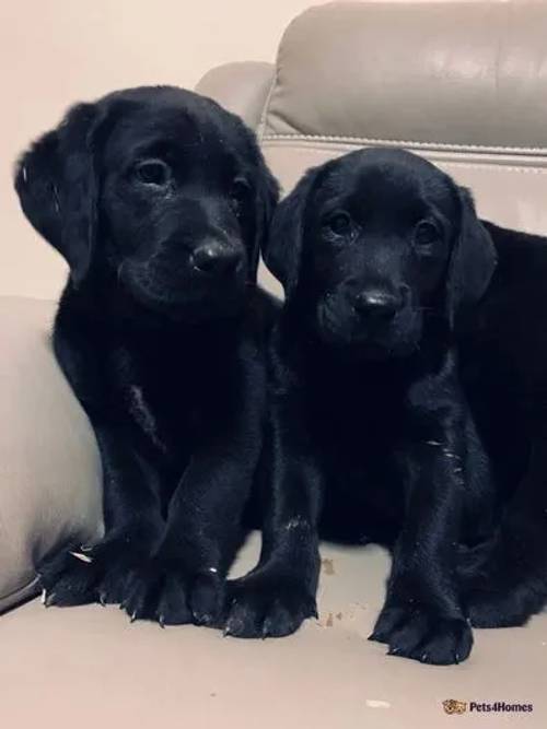 Beautiful Labrador Puppies for sale in Rhayader/Rhaeadr Gwy, Powys - Image 2