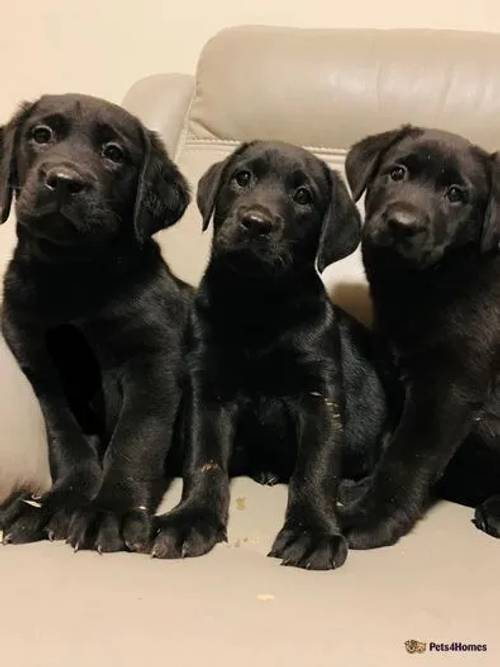 Beautiful Labrador Puppies for sale in Rhayader/Rhaeadr Gwy, Powys - Image 3