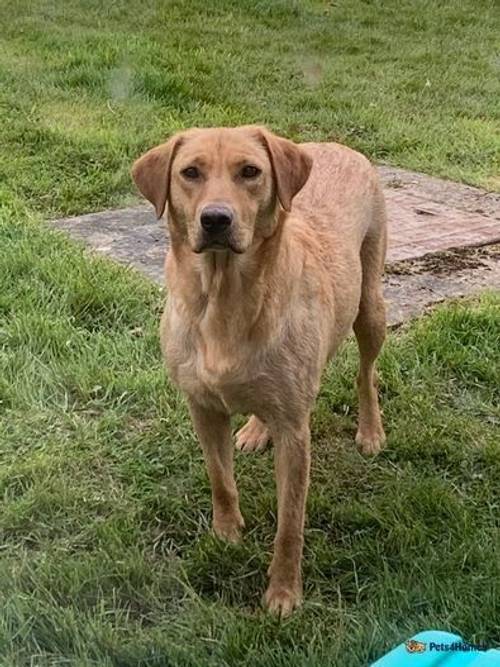 Beautiful Labrador Puppies for sale in Rhayader/Rhaeadr Gwy, Powys - Image 5