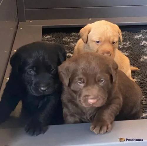 Black, Chocolate, Fox Red, KC Lab for sale in Platt Lane, Shropshire - Image 1