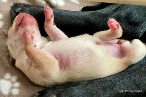 Syon Pedigree Labradors Born Today! 13.03.22 for sale in Isleworth, Hounslow, Greater London - Image 5