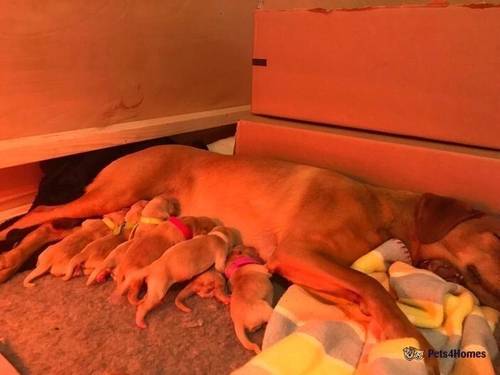 KC Fox red Labrador puppies for sale in Taunton, Greater Manchester - Image 4