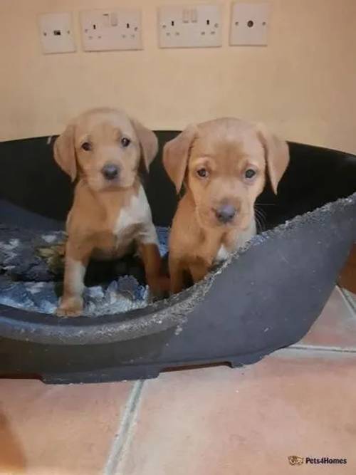 Beautiful big chunky fox Red Labrador Puppies for sale in New Bolingbroke, Lincolnshire - Image 1