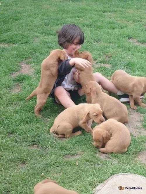 Beautiful big chunky fox Red Labrador Puppies for sale in New Bolingbroke, Lincolnshire - Image 2