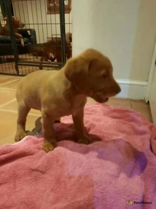 Beautiful big chunky fox Red Labrador Puppies for sale in New Bolingbroke, Lincolnshire - Image 4