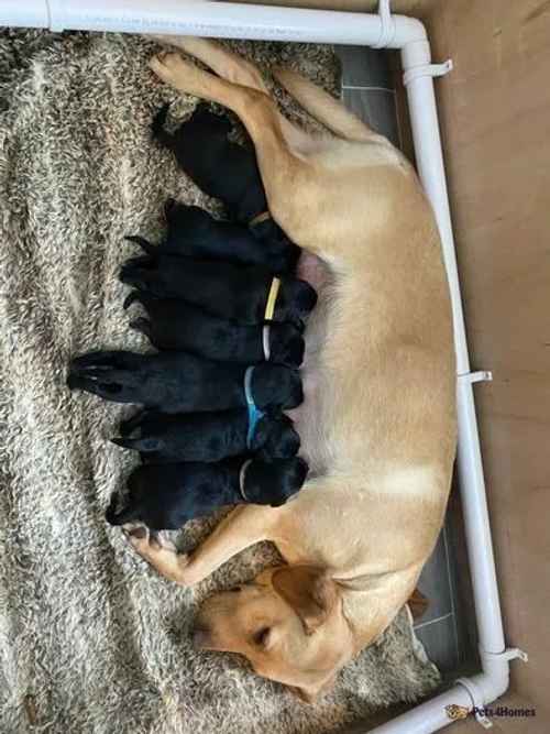 KC Black Labrador pups for sale in Rainworth, Mansfield - Image 1