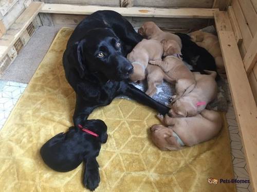 Labrador Retriever Puppies for sale in Dedham, Colchester - Image 1