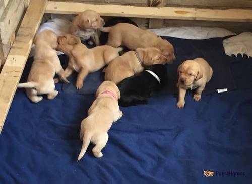 Labrador Retriever Puppies for sale in Dedham, Colchester - Image 3