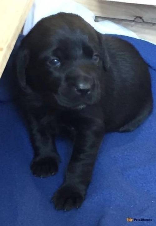 Labrador Retriever Puppies for sale in Dedham, Colchester - Image 4