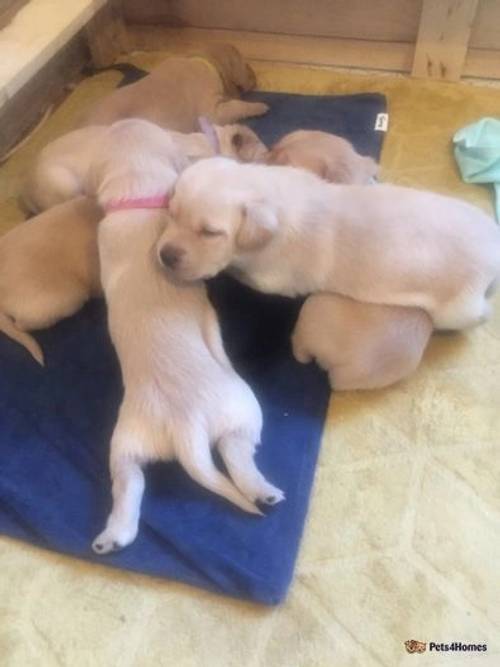 Labrador Retriever Puppies for sale in Dedham, Colchester - Image 5