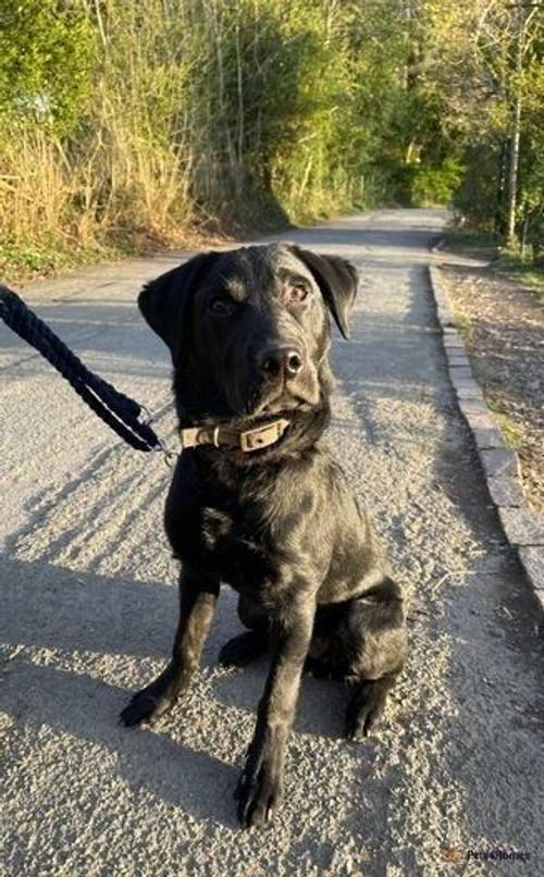 Male Labrador 7 months old for sale in Macclesfield, Cheshire - Image 1