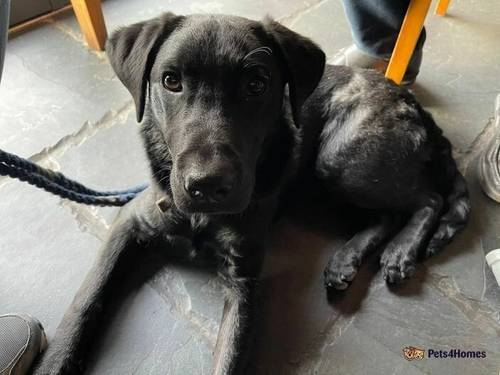 Male Labrador 7 months old for sale in Macclesfield, Cheshire - Image 2