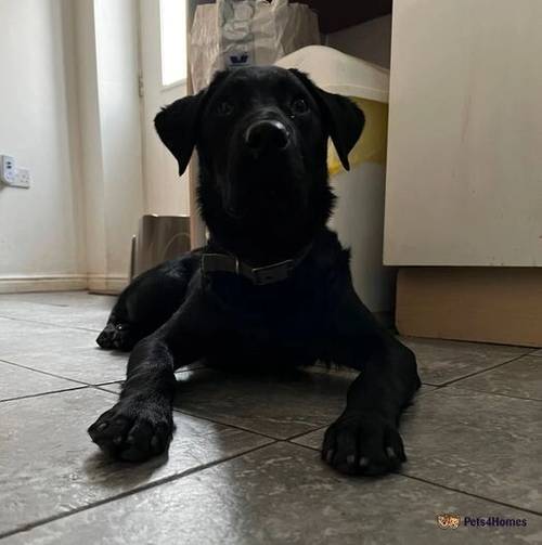 Male Labrador 7 months old for sale in Macclesfield, Cheshire - Image 3