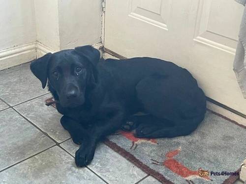 Male Labrador 7 months old for sale in Macclesfield, Cheshire - Image 4