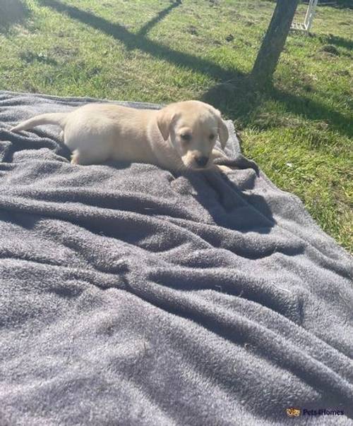 Golden Labradors for sale in Strathaven, South Lanarkshire - Image 1