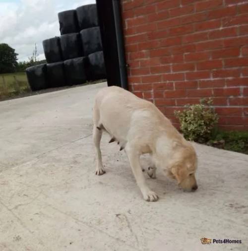 Golden Labradors for sale in Strathaven, South Lanarkshire - Image 2