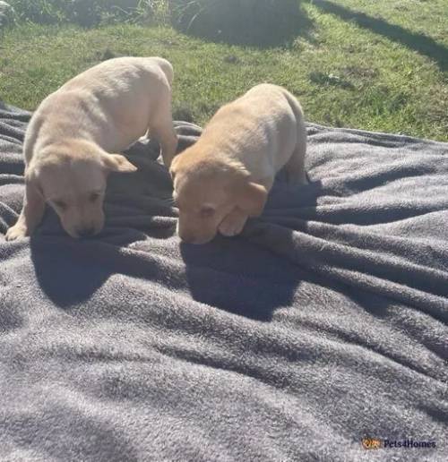 Golden Labradors for sale in Strathaven, South Lanarkshire - Image 4