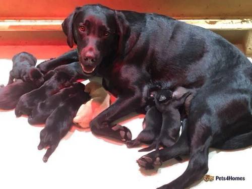 Labrador Puppies for sale in Alexandria, West Dunbartonshire - Image 1