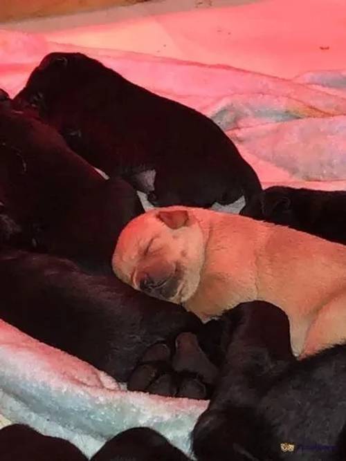 Labrador Puppies for sale in Alexandria, West Dunbartonshire - Image 3