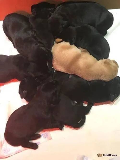 Labrador Puppies for sale in Alexandria, West Dunbartonshire - Image 4