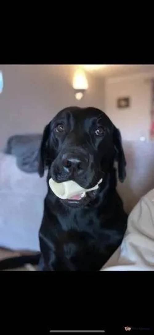 Labrador Puppies for sale in Alexandria, West Dunbartonshire - Image 5