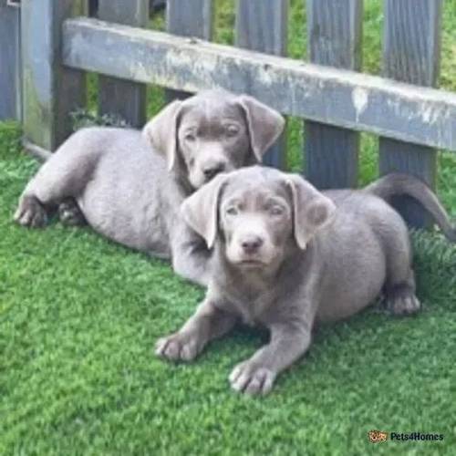 Ready now - healthy happy puppies! for sale in Kings Hill, West Malling - Image 1