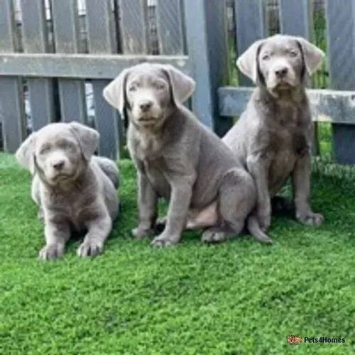 Ready now - healthy happy puppies! for sale in Kings Hill, West Malling - Image 3