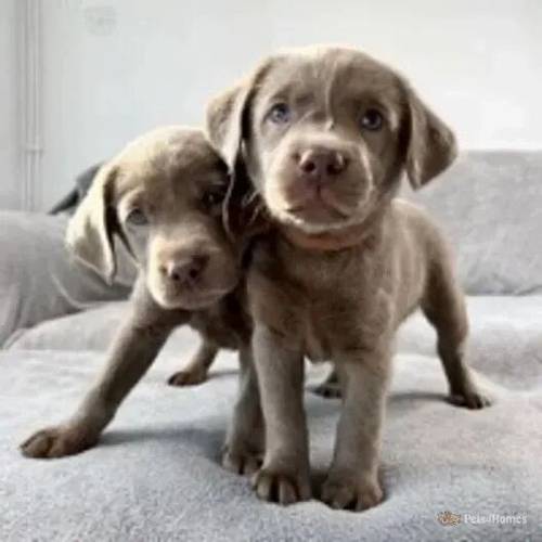 Ready now - healthy happy puppies! for sale in Kings Hill, West Malling - Image 5