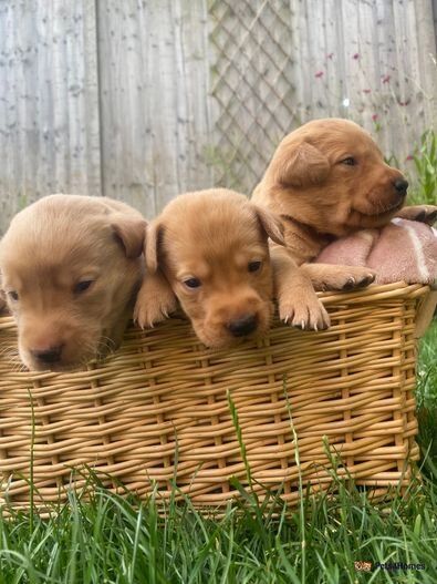 Unique Red Fox Labrador Puppies Kennel Club For Sale In Warminster Wiltshire