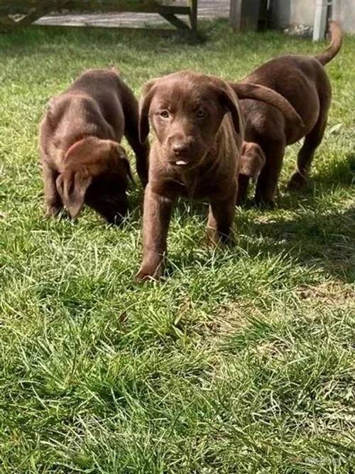 Chunky Chocolate Labrador pups **2 Girls left** for sale in Llangybi, Lampeter - Image 1