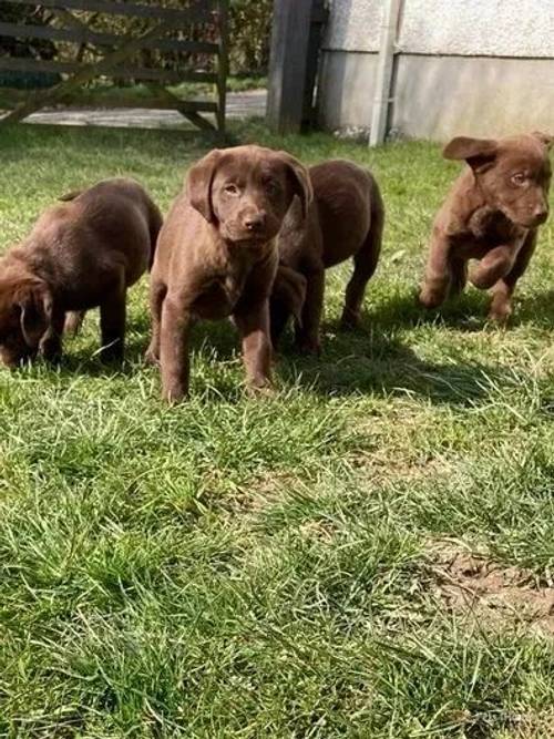 Chunky Chocolate Labrador pups **2 Girls left** for sale in Llangybi, Lampeter - Image 3