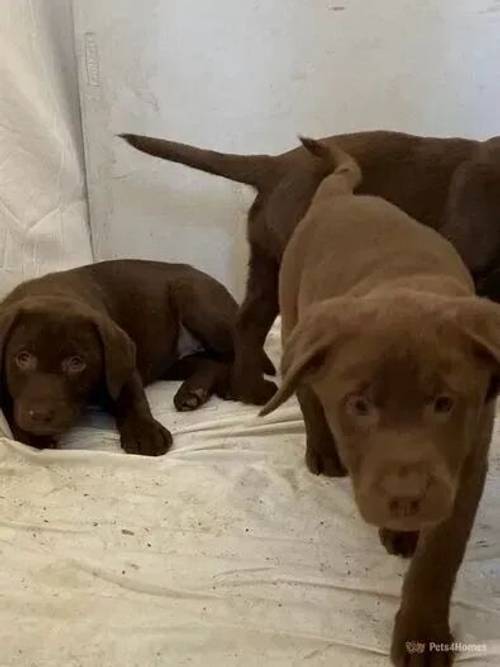 Chunky Chocolate Labrador pups **2 Girls left** for sale in Llangybi, Lampeter - Image 4