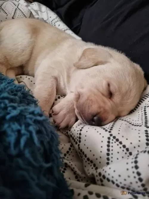 KC Registered labrador puppies for sale in Folkestone, Kent - Image 1