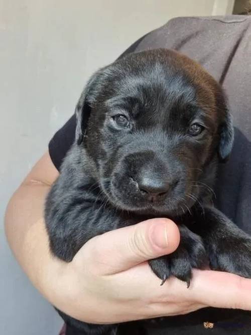 KC Registered labrador puppies for sale in Folkestone, Kent - Image 2