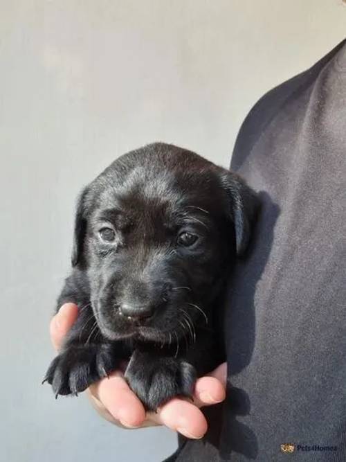 KC Registered labrador puppies for sale in Folkestone, Kent - Image 5