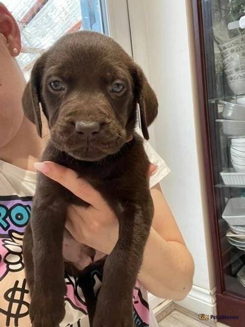 Labrador puppy ! for sale in Irchester, Wellingborough - Image 5