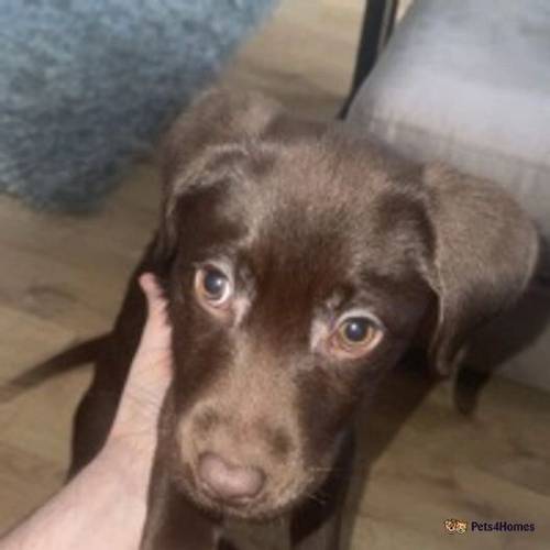 Chocolate Labrador Retriever for sale in Littlethorpe, Peterlee - Image 2