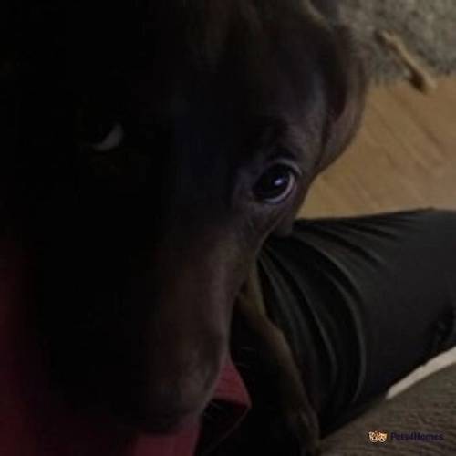 Chocolate Labrador Retriever for sale in Littlethorpe, Peterlee - Image 3