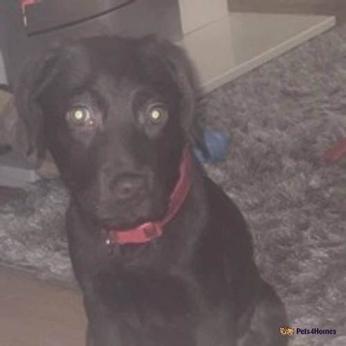 Chocolate Labrador Retriever for sale in Littlethorpe, Peterlee - Image 4