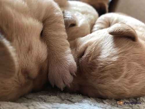 Labrador puppy your new best friend for sale in Filham, Ivybridge - Image 1