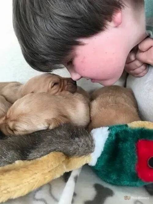 Stunning Red / Golden Labrador puppies for sale in Dundrennan, Kirkcudbright - Image 1