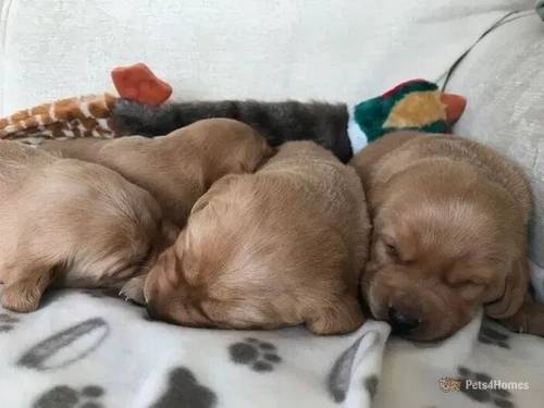 Stunning Red / Golden Labrador puppies for sale in Dundrennan, Kirkcudbright - Image 3